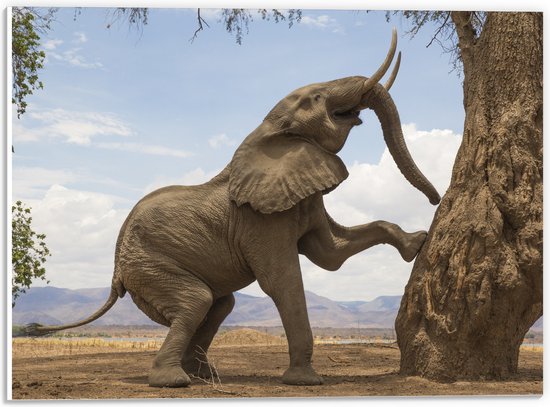 PVC Schuimplaat - Blije Afrikaanse Olifant - 40x30 cm Foto op PVC Schuimplaat (Met Ophangsysteem)