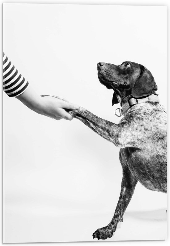 WallClassics - Acrylglas - Hond Geeft Poot Zwart - Wit - 40x60 cm Foto op Acrylglas (Met Ophangsysteem)
