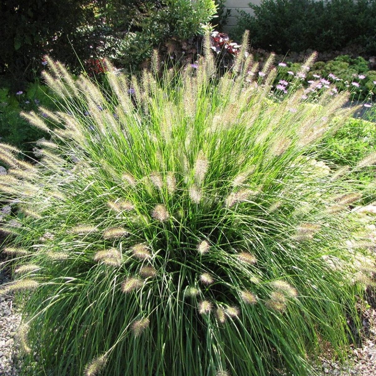 12 x Lampenpoetsersgras Hameln - Winterhard Siergras - Pennisetum 'Hameln' in 9x9cm pot met hoogte 5-10cm