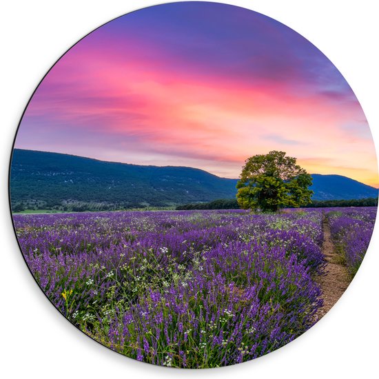 Dibond Muurcirkel - Lavendel Veld met Zonsondergang en Mooie Lucht - 50x50 cm Foto op Aluminium Muurcirkel (met ophangsysteem)