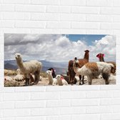 WallClassics - Muursticker - Alpaca's in de Bergen met Rode Versiering - 100x50 cm Foto op Muursticker