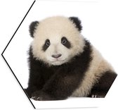 Dibond Hexagon - Schattige Panda Welp - 40x34.8 cm Foto op Hexagon (Met Ophangsysteem)