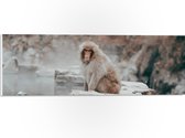 WallClassics - PVC Schuimplaat- Aankijkend Aapje op een Steen - 60x20 cm Foto op PVC Schuimplaat