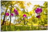 Tuinposter – Tulpen bij Elkaar in een Bos - 120x80 cm Foto op Tuinposter (wanddecoratie voor buiten en binnen)