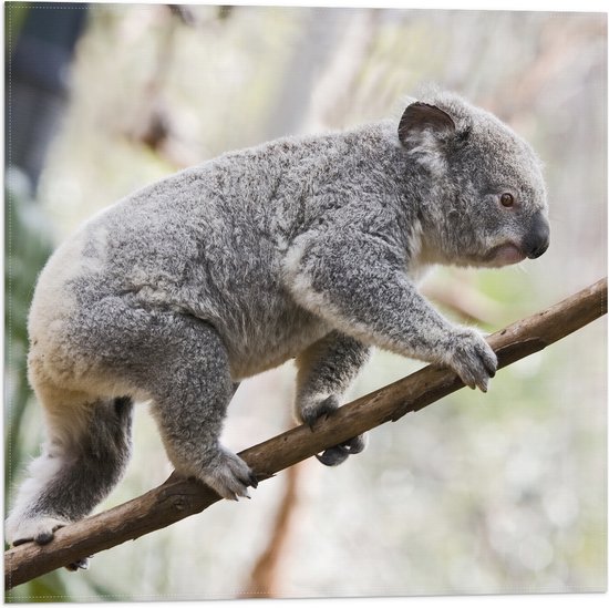 Vlag - Koala Balancerend op een Tak - 50x50 cm Foto op Polyester Vlag