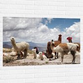 WallClassics - Muursticker - Alpaca's in de Bergen met Rode Versiering - 120x80 cm Foto op Muursticker