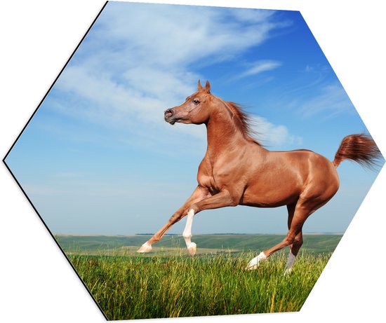 Dibond Hexagon - Rood Arabisch Paard met Blauwe Lucht - 70x60.9 cm Foto op Hexagon (Met Ophangsysteem)
