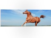 PVC Schuimplaat - Rood Arabisch Paard met Blauwe Lucht - 60x20 cm Foto op PVC Schuimplaat (Met Ophangsysteem)
