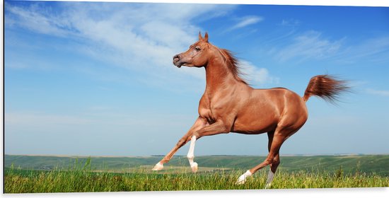 Dibond - Rood Arabisch Paard met Blauwe Lucht - 100x50 cm Foto op Aluminium (Wanddecoratie van metaal)