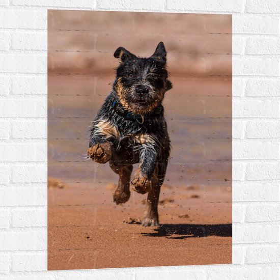 WallClassics - Muursticker - Blije Rennende Natte Hond op het Strand - 60x90 cm Foto op Muursticker