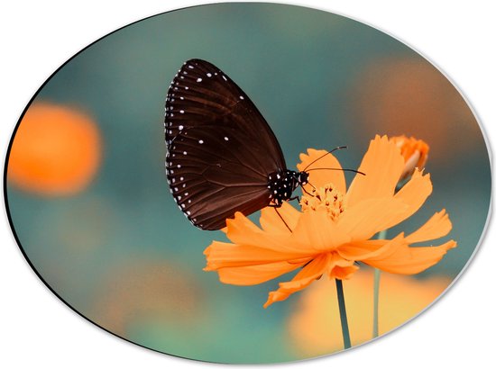 WallClassics - Dibond Ovaal - Bruine Vlinder op Feloranje Bloem - 40x30 cm Foto op Ovaal (Met Ophangsysteem)