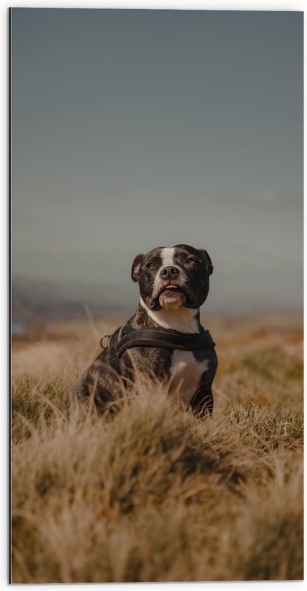 Dibond - Staffordshire-bulterriër Hond in Duinen - 50x100 cm Foto op Aluminium (Wanddecoratie van metaal)