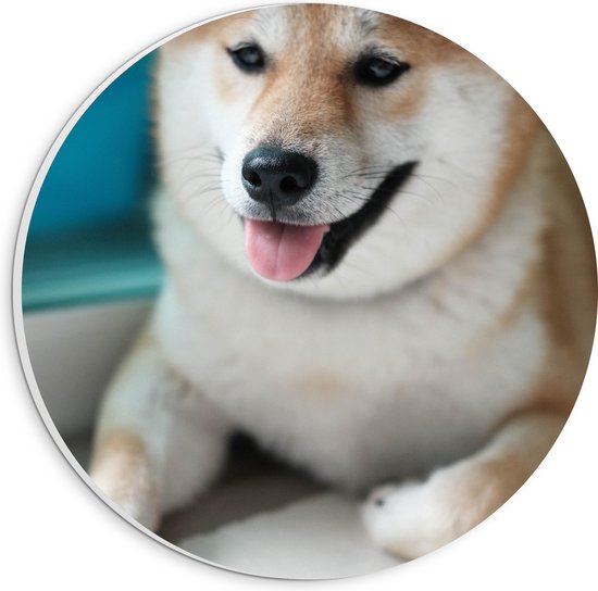 WallClassics - PVC Schuimplaat Muurcirkel - Lachende Shiba Inu Hond - 20x20 cm Foto op Muurcirkel (met ophangsysteem)