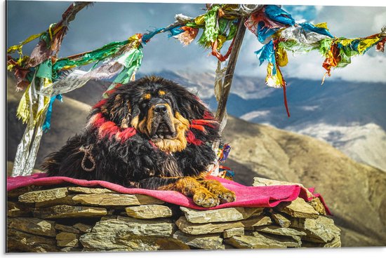 Dibond - Hond liggend op Berg - 75x50 cm Foto op Aluminium (Wanddecoratie van metaal)