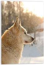WallClassics - Acrylglas - Wegkijkende Bruine Husky in Sneeuwlandschap - 50x75 cm Foto op Acrylglas (Met Ophangsysteem)