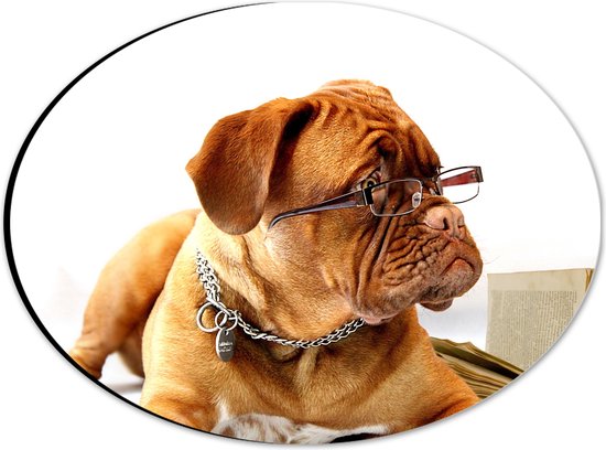 WallClassics - Dibond Ovaal - Opzijkijkende Bruine Hond met Ketting en Leesbril - 28x21 cm Foto op Ovaal (Met Ophangsysteem)