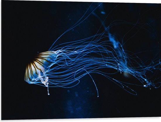 Dibond - Lichtgevende Blauwe Kwal in de Zee - 80x60 cm Foto op Aluminium (Wanddecoratie van metaal)