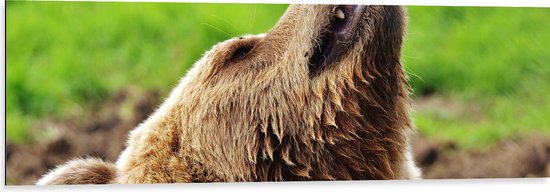 WallClassics - Dibond - Ours brun détendu dans l'herbe verte - 120x40 cm Photo sur aluminium (Décoration murale en métal)