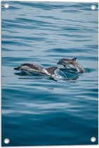 Tuinposter – Dolfijnen Boven het Water - 40x60 cm Foto op Tuinposter (wanddecoratie voor buiten en binnen)