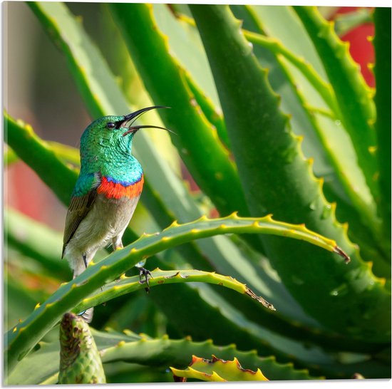 Acrylglas - Gekleurd Vogeltje in de Groene Planten - 50x50 cm Foto op Acrylglas (Met Ophangsysteem)