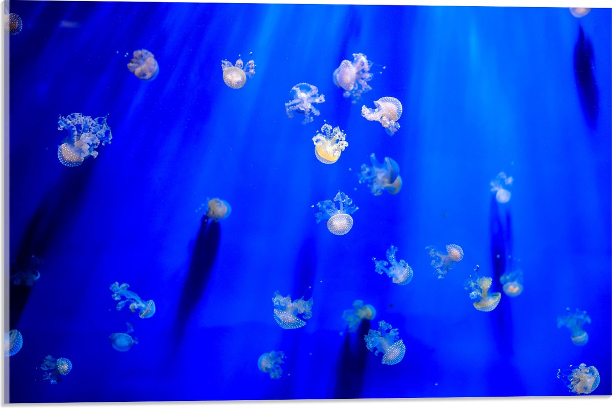 Acrylglas - Groep Mini Kwallen in het Aquarium - 60x40 cm Foto op Acrylglas (Met Ophangsysteem)