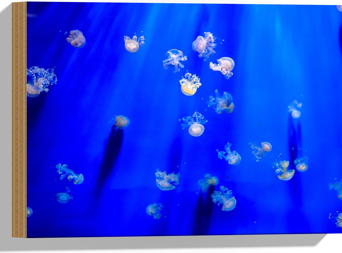 Hout - Groep Mini Kwallen in het Aquarium - 40x30 cm - 9 mm dik - Foto op Hout (Met Ophangsysteem)