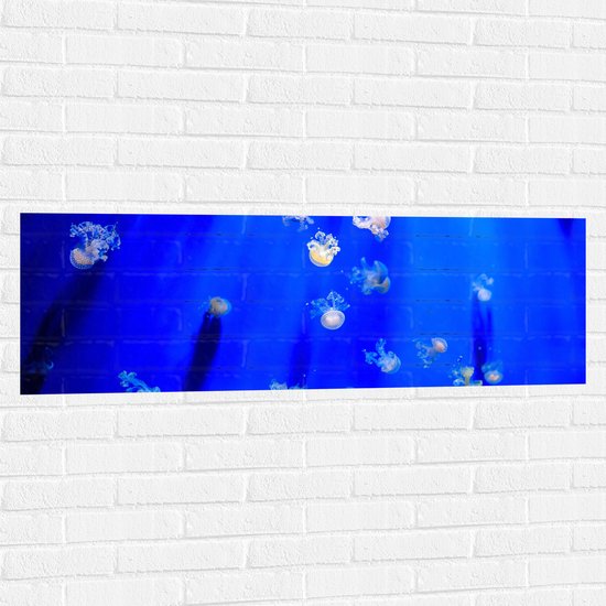 Muursticker - Groep Mini Kwallen in het Aquarium - 120x40 cm Foto op Muursticker