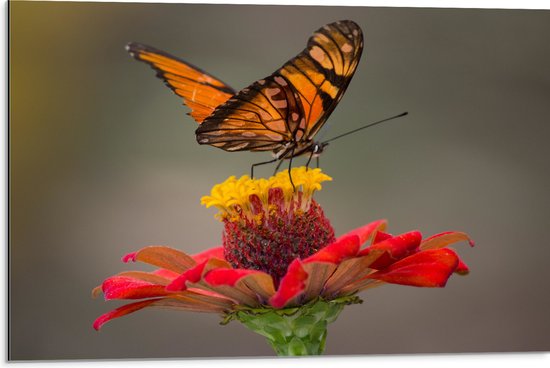 Dibond - Oranje Vlinder op een Rode Bloem - 75x50 cm Foto op Aluminium (Wanddecoratie van metaal)