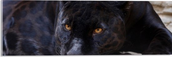 WallClassics - Acrylglas - Liggende Zwarte Panter met Oranje Ogen - 60x20 cm Foto op Acrylglas (Met Ophangsysteem)