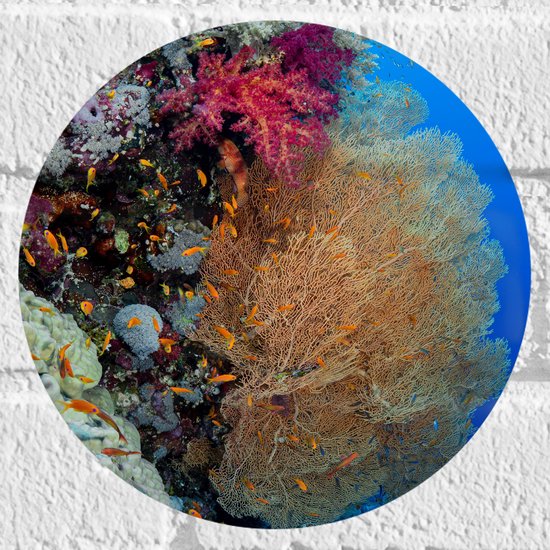 WallClassics - Muursticker Cirkel - Mix van Koraal in Helderblauwe Zee - 20x20 cm Foto op Muursticker