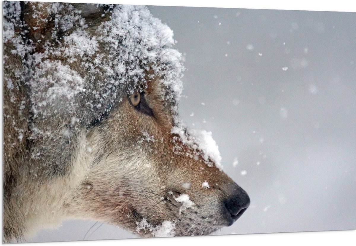 Acrylglas - Vlokken Sneeuw op Kop van Geconcentreerde Wolf - 150x100 cm Foto op Acrylglas