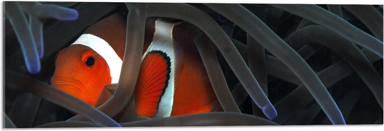 WallClassics - Acrylglas - Nemovis tussen Koraal - 90x30 cm Foto op Acrylglas (Wanddecoratie op Acrylaat)