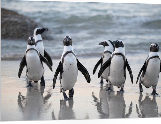 PVC Schuimplaat - Groep Pinguïns op het Strand - 100x75 cm Foto op PVC Schuimplaat (Met Ophangsysteem)