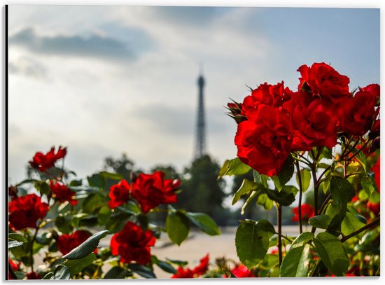 Dibond - Rode Rozenstruik voor Eiffeltoren in Parijs, Frankrijk - 40x30 cm Foto op Aluminium (Wanddecoratie van metaal)