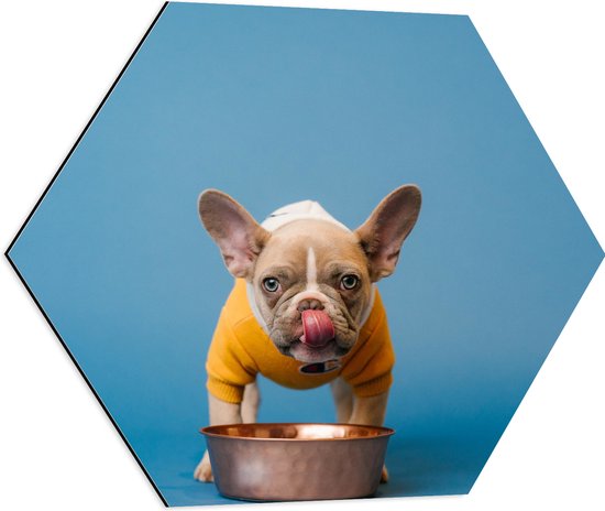 WallClassics - Dibond Hexagon - Etende Hond met Gele trui en Blauwe Achtergrond - 60x52.2 cm Foto op Hexagon (Met Ophangsysteem)