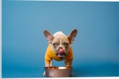 WallClassics - Acrylglas - Etende Hond met Gele trui en Blauwe Achtergrond - 60x40 cm Foto op Acrylglas (Met Ophangsysteem)