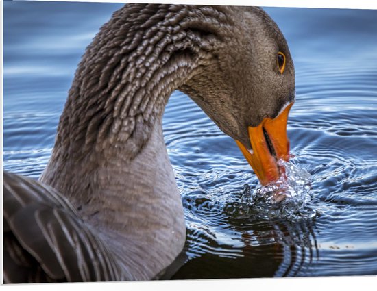 WallClassics - PVC Schuimplaat- Donkere Gans met Oranje Snavel in Water - 100x75 cm Foto op PVC Schuimplaat