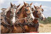 WallClassics - PVC Schuimplaat- Drietal Belgische Karpaarden - 120x80 cm Foto op PVC Schuimplaat