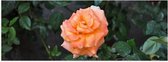 Poster Glanzend – Oranje Bloem omringd door Groene Planten - 90x30 cm Foto op Posterpapier met Glanzende Afwerking