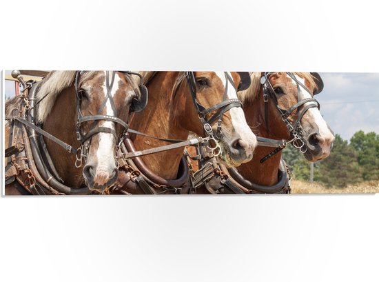 WallClassics - PVC Schuimplaat - Drietal Belgische Karpaarden - 60x20 cm Foto op PVC Schuimplaat (Met Ophangsysteem)