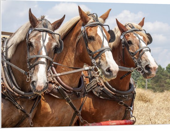 WallClassics - PVC Schuimplaat- Drietal Belgische Karpaarden - 100x75 cm Foto op PVC Schuimplaat