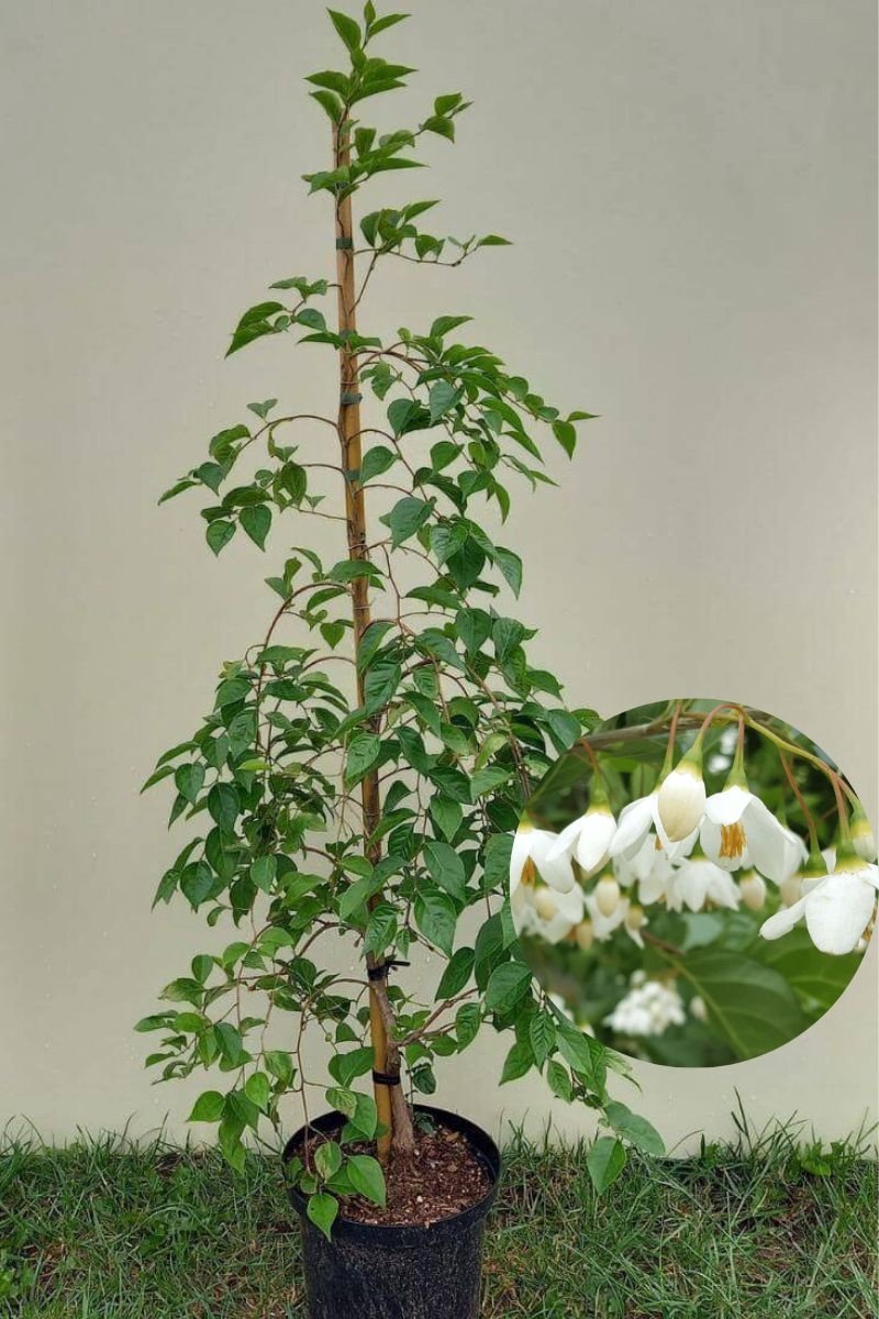 Jonge Storaxboom | Styrax japonicus 'Fragrant Fountain' | 60-80cm hoogte