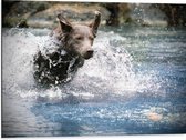 WallClassics - Dibond - Bruine Hond Rennend door het Water - 80x60 cm Foto op Aluminium (Met Ophangsysteem)