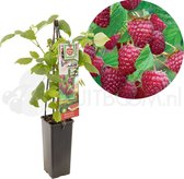 Framboos - Rubus idaeus 'Schönemann' - Donkerrode zomerframboos - frambozenstruik - frambozenplant - eigen fruit kweken - ca. 50cm hoog