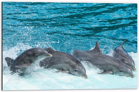 WallClassics - Dibond - Dolfijnen zwemmend in het Water - Tuimelaar - 60x40 cm Foto op Aluminium (Wanddecoratie van metaal)
