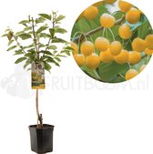 Prunus avium Donissens Gold | gele kers | laagstam