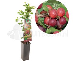 Ribes uva-crispa HinnonmÃ¤ki RÃ¶d - rode kruisbes -bessenstruik - kleinfruit - fruitstruik - plant - eigen fruit kweken