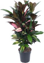 Codiaeum Iceton ↨ 70cm - hoge kwaliteit planten