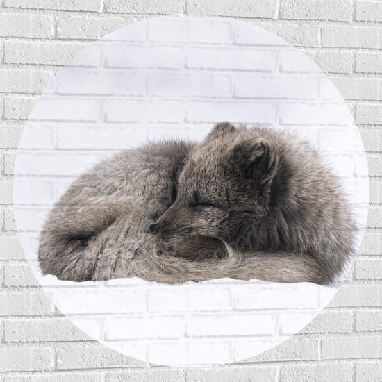 WallClassics - Muursticker Cirkel - Bruine Vos slapend in de Sneeuw - Sneeuwvos - 100x100 cm Foto op Muursticker