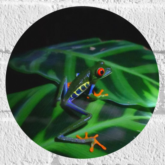 Muursticker Cirkel - Groene Tropische Kikker op Blad - 20x20 cm Foto op Muursticker